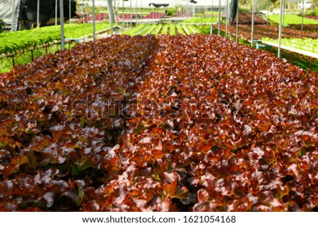 Raw Green Oak Salad Lettuce Growing in Plastic Pipe in Hydroponics Organic Agriculture Farm System as Modern Agro industrial Farming.