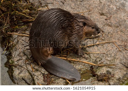 Eurasian beaver (Castor fiber) . Royalty-Free Stock Photo #1621054915