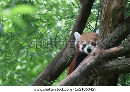 The picture is showing a red Panda