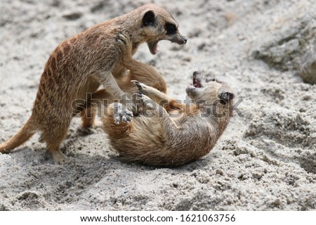 The picture shows a meerkat