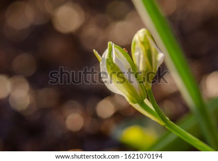 Ornithogalum blossom in the spring on background of amazing bokeh 