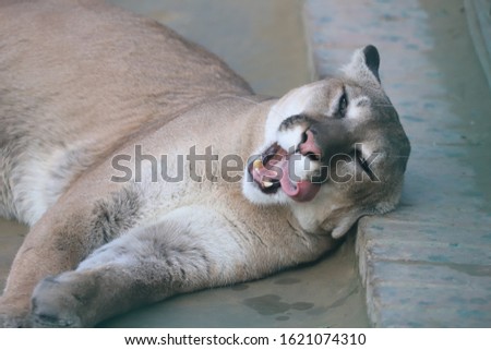 A Cougar Is Taking A Rest In The Zoo Parek