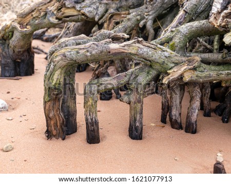 picture with old wooden root, beautiful wood texture, seashore