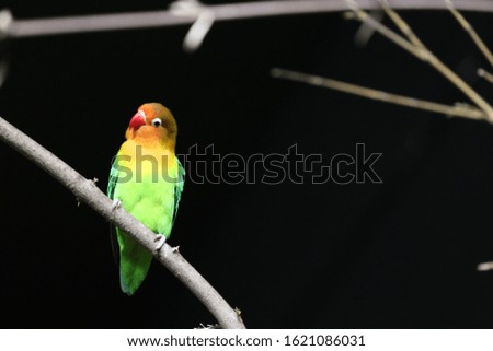 The picture shows a colourful bird