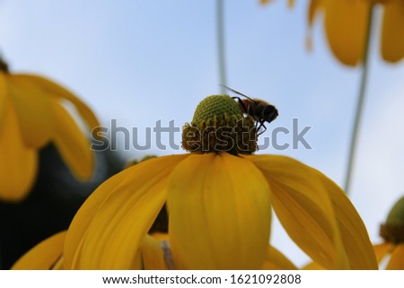 The picture shows a pollinator sitting on a yellow flower