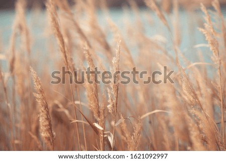 Dry grass and reeds in the landscape, beautiful natural yellow background