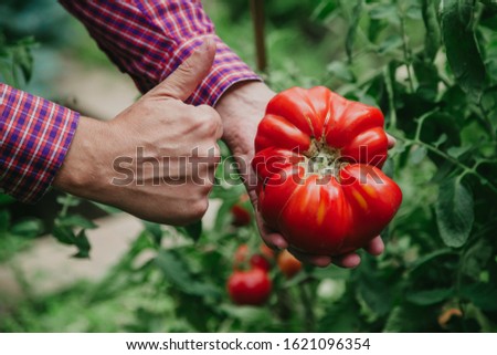 Excellent harvest. A large red tomato variety A ribbed giant lies in the hand. A satisfied farmer raised his thumb up
