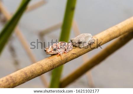 Two Marbled Reed Frogs (Hyperolius marmoratus) sitting a twig in the swamps of the Okavango Delta, Botswana