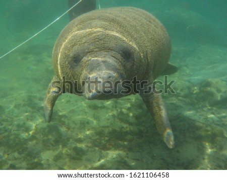 Friendly manatee while snorkeling at spring