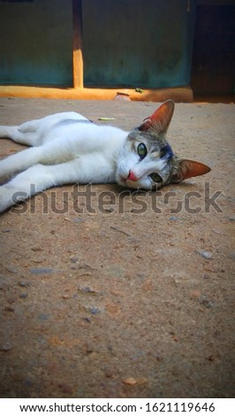 Cute Cat hd stock photo 