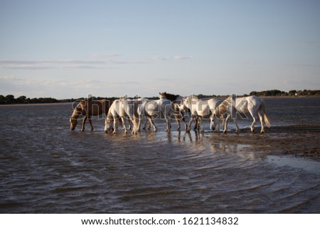 Sunset in Camargue, France. White horses grazing in the meadow .