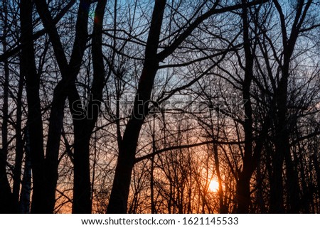 Defocused silhouettes of trees in the forest against the bright sky and sunset. Beautiful abstract mystical landscape.