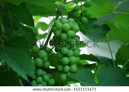 Green grapes on a branch with leaves  hung on vineyards of grape trees. In the morning vineyard