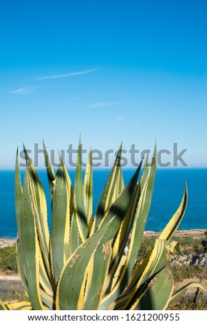 Agave in sunny weather against the background of the sea