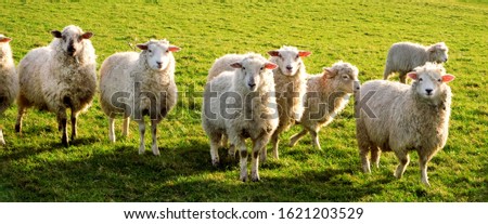 Seven sheep standing in a line looking at the camera in a green field, Sussex, England, UK, United Kingdom, Britian Royalty-Free Stock Photo #1621203529