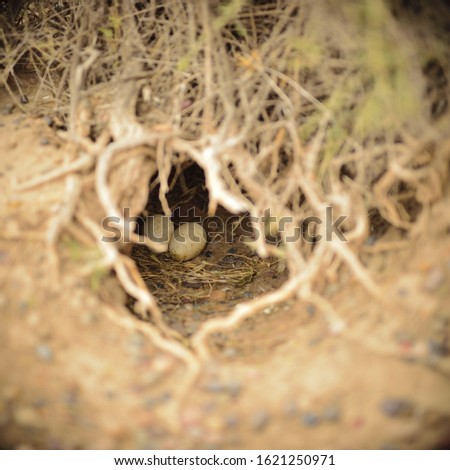Penguin eggs in the nest hidden in the ground.