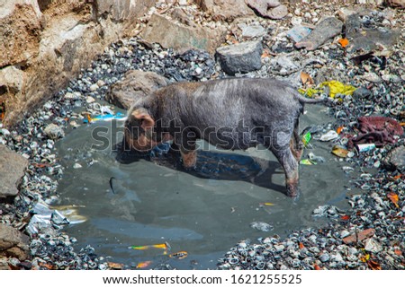 A small pig or piglet is bathed in a dirty pool on Fadiouth Island in Senegal, Africa. There is garbage around. It is the only place in Senegal where pigs are kept. It is sunny day.