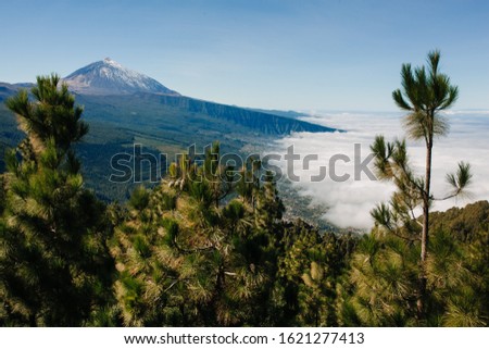 Tops of Green Fir-trees and Thick Cloud above City and Snowy Mountain in Summer Day Tenerife Canary Island. Beautiful View on Village and Wood Touristic Place Panoramic Horizontal Photography