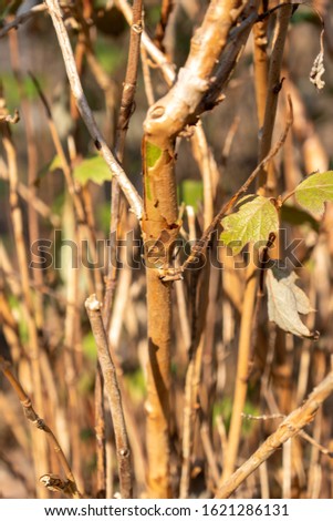 detailed pictures of a bush in winter