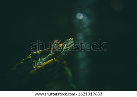 Beautiful turtle swimming in water with bubble bokeh