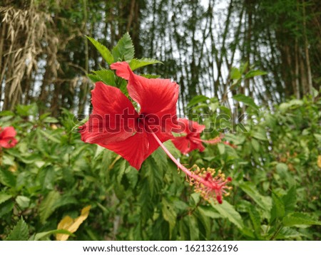 beautiful red flower in roses garden