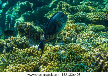 A surgeon fish along the barrier reef in Sharm El Sheikh (Egypt).