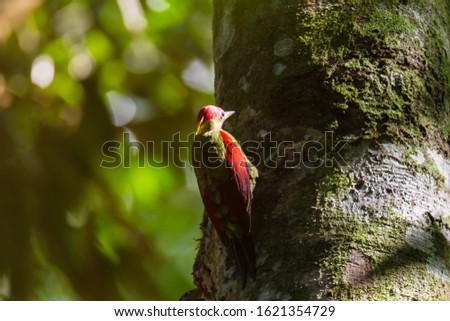 closeup shot of a beautiful Crimson-winged Yellownape Woodpecker (Picus puniceud). Tropical Rainforest