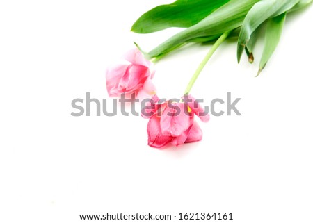 Spring Bouquet of Pink Tulips Flowers. Isolated on White Background with copy space for text