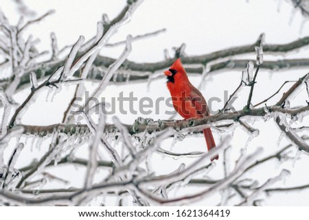 A Red Cardinal Bird on a Branch in the Woods. The cardinal is the state bird of Illinois, Indiana, Ohio, Kentucky, North Carolina, Virginia, and West Virginia. The cardinal in this picture pops out be