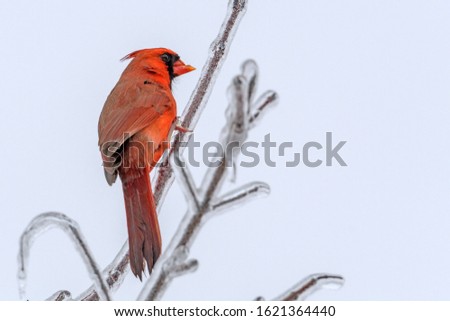 A Red Cardinal Bird on a Branch in the Woods. The cardinal is the state bird of Illinois, Indiana, Ohio, Kentucky, North Carolina, Virginia, and West Virginia. The cardinal in this picture pops out be