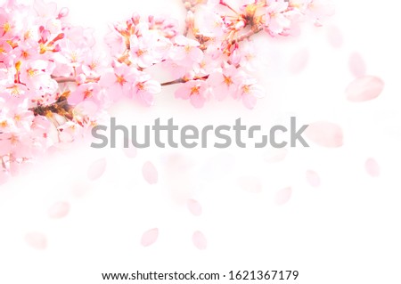 The cherry blossoms fly gently