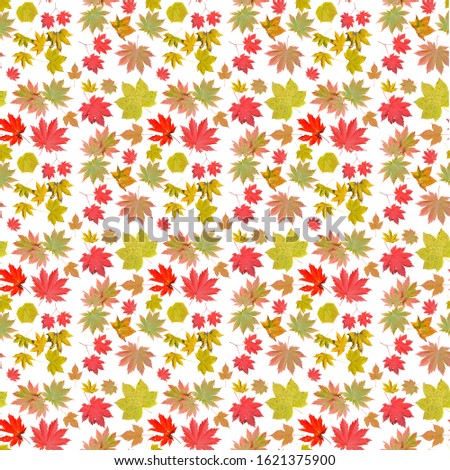 The different variegated autumn leaves on white background. Seamless pattern.