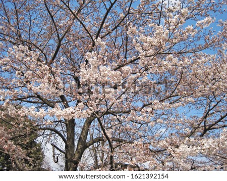   This is a picture of Japanese cherry blossoms (sakura).                                 
