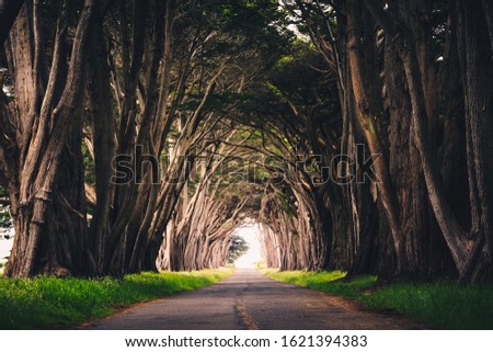 Moody dramatic background of the cypress tree tunnel at Point Reyes, California, USA