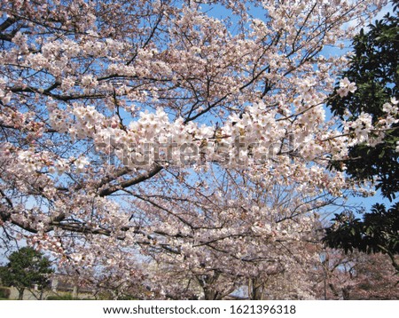 This is a picture of Japanese cherry blossoms (sakura).                     