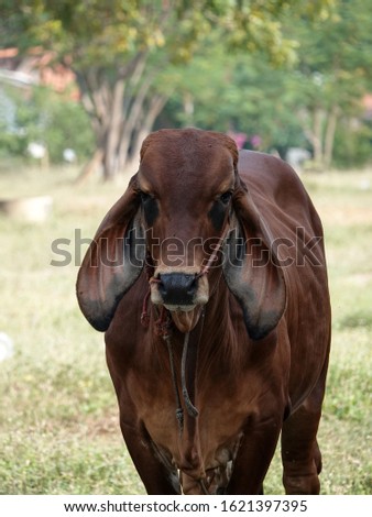 Brahman cattle on green grass in the meadow in Thailand. Close-up photo.