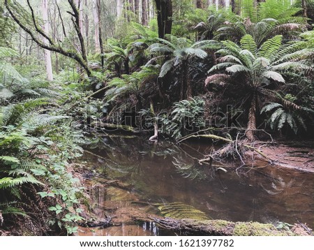 Bush stream, Otways national park, great ocean road, Victoria, Australia