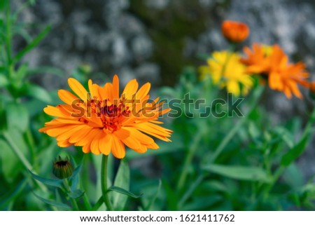 Orange flower of calendula on a flowerbed in a summer garden close-up