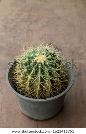 A echinocatus in black pot  on wood background top side view