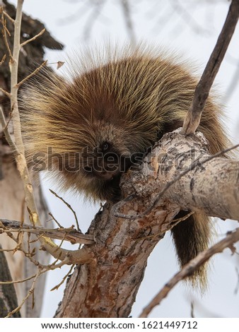 Young Porcupine close up in tree