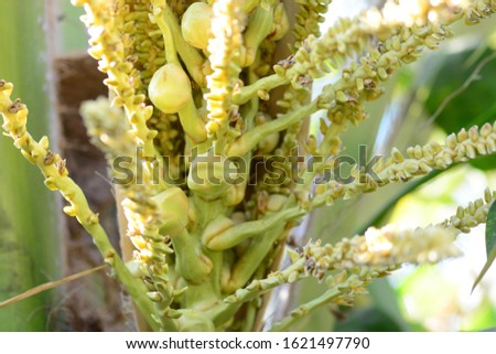 coconut flower and fruit on tree closeup.
