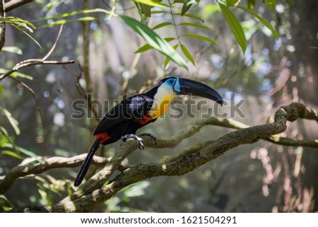 Channel-billed Toucan on a tree branch