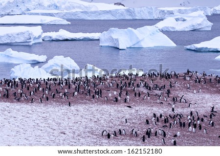 a large group of penguins having fun in the snowy hills of the Antarctic