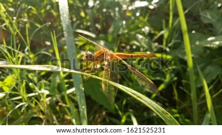 the dragonfly is holding a leaf. Dragonflies live in natural habitats. Beautiful natural scenes with outdoor dragonflies. Wallpaper background. The concept for writing