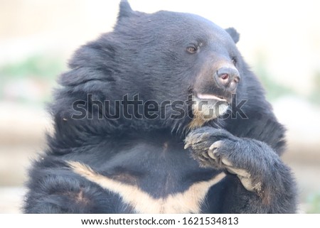 A Asian Black Bear Closeup View 