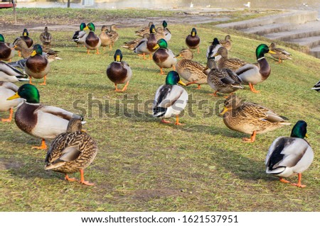 Wild duck birds in a park near near water close-up