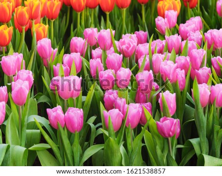 Fresh and nature a group of colorful tulip blooming in the garden select focus shallow depth of field, tulip flower background