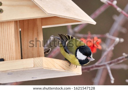 Bird - Great Tit ( Parus major ) sits in a feeding trough and holds a seed in its beak. Close-up.