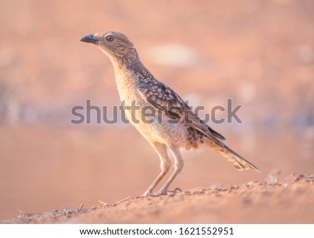 Wild spotted bowerbird (Chlamydera maculata) in New South Wales, Australia