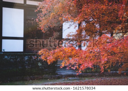 Red maple leaves in front of japanese temple in Autumn
